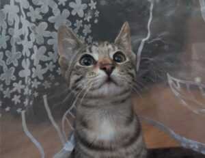 is feduspray home air freshener spray the best for your home