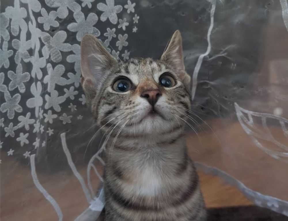 is feduspray home air freshener spray the best for your home