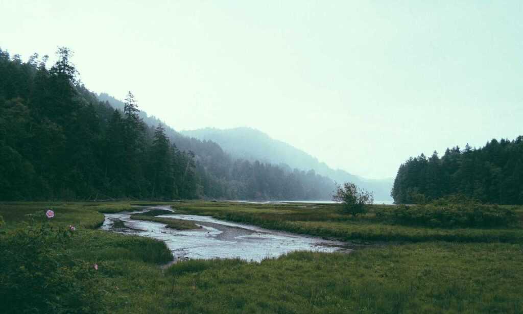 is lescohid herbicide the best for grass