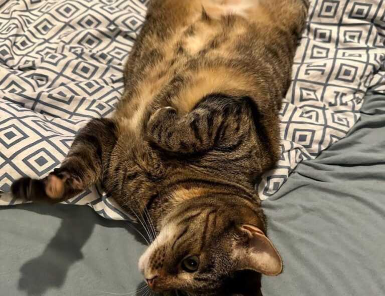 which advice should be given to parents who llblogfamily