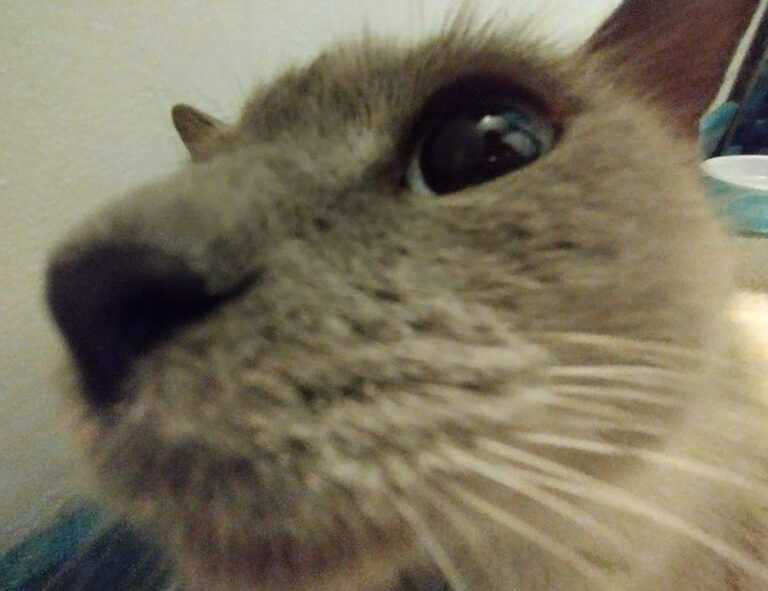 andreea bostanica inaltime