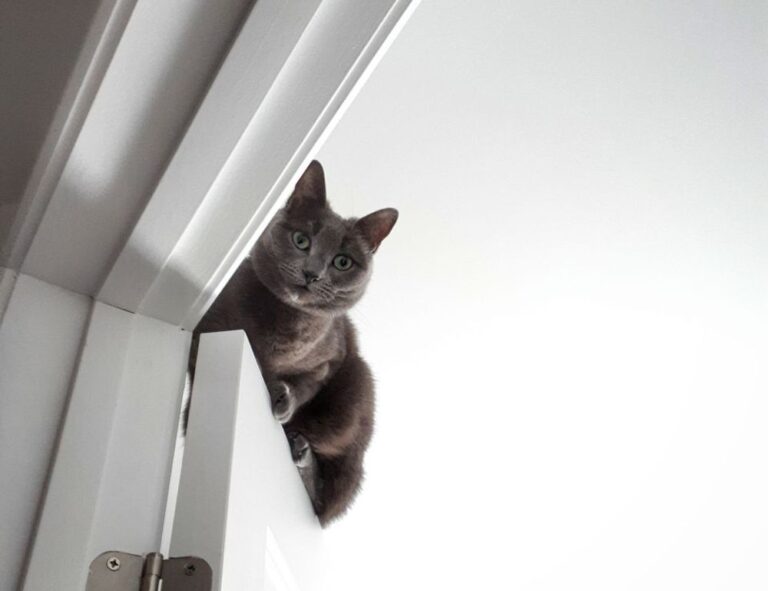 bendera palestin colouring