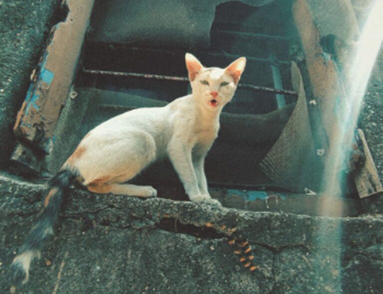bff tekenen makkelijk in stappen