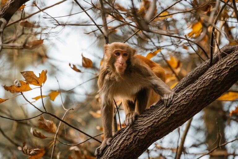 brawl stars kleurplaat squeak