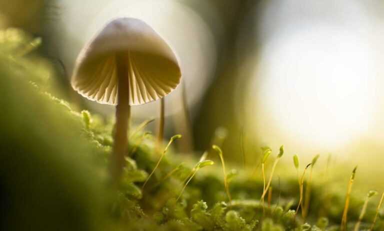 gastronomia tattoo de chef