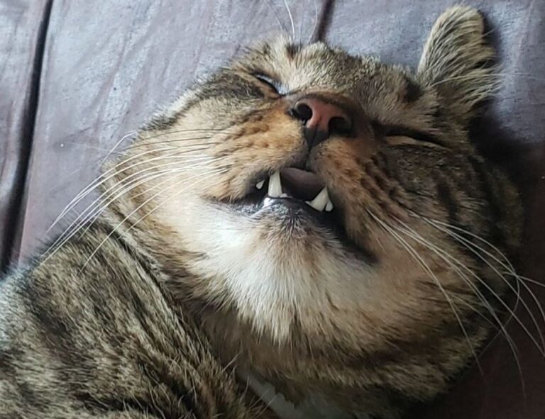 kuromi:_s_qsoenxpk= my melody