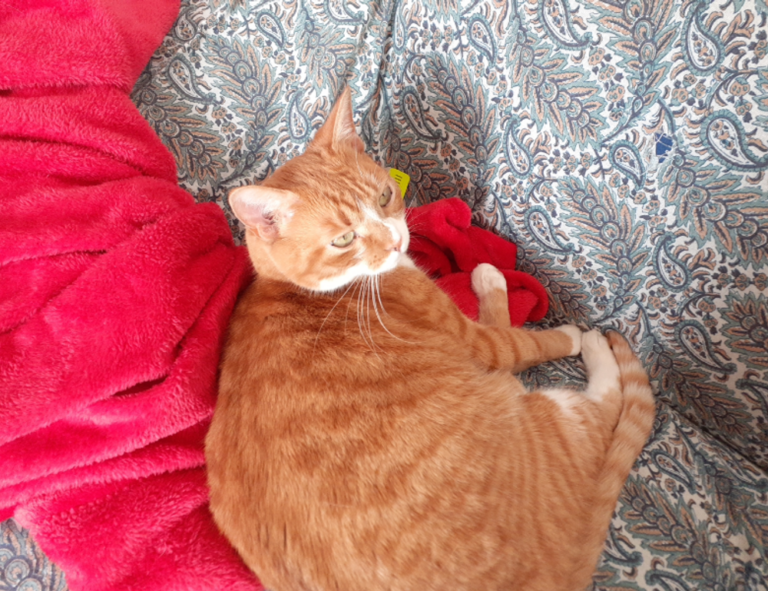 lieke klaver cameltoe