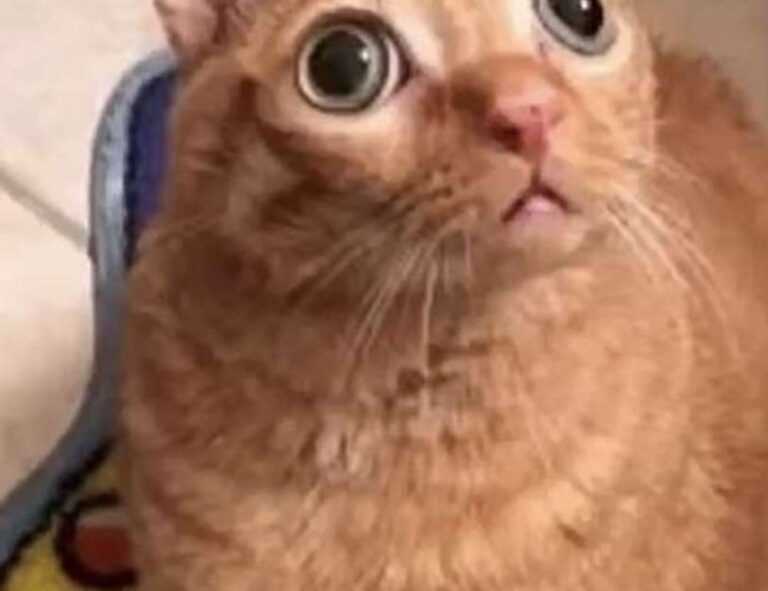 mikayla campinos leak nude