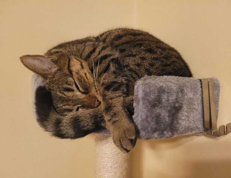 ultra instinct:g11_1q4380i= goku