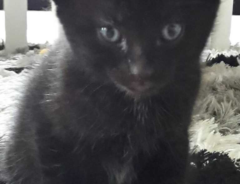 virtuosa feliz dia de la mujer dios te bendiga