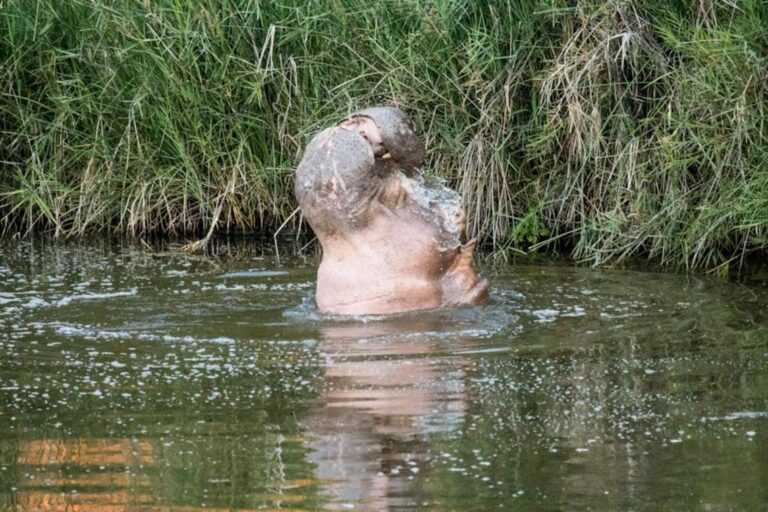 hippodumptrunktits